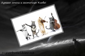 Приезжайте в Киев на Международную выставку породистых кошек.