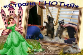 Единственный в Украине контактный зоопарк «СТРАНА ЕНОТиЯ».