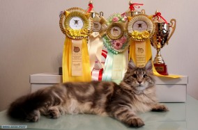 Международная выставка "Весенний бал кошек"! С 27 по 28 февраля в Украинском доме.