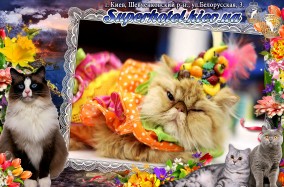 Международная выставка "Весенний бал кошек"! С 27 по 28 февраля в Украинском доме.